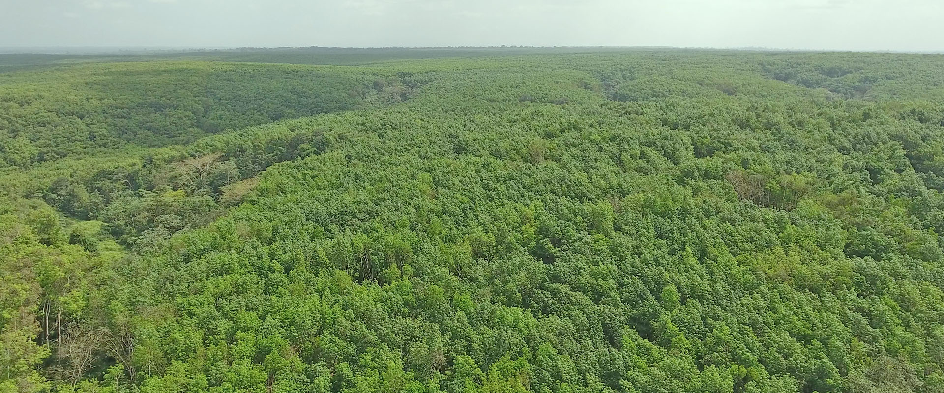 Leading producer of natural rubber in Nigeria