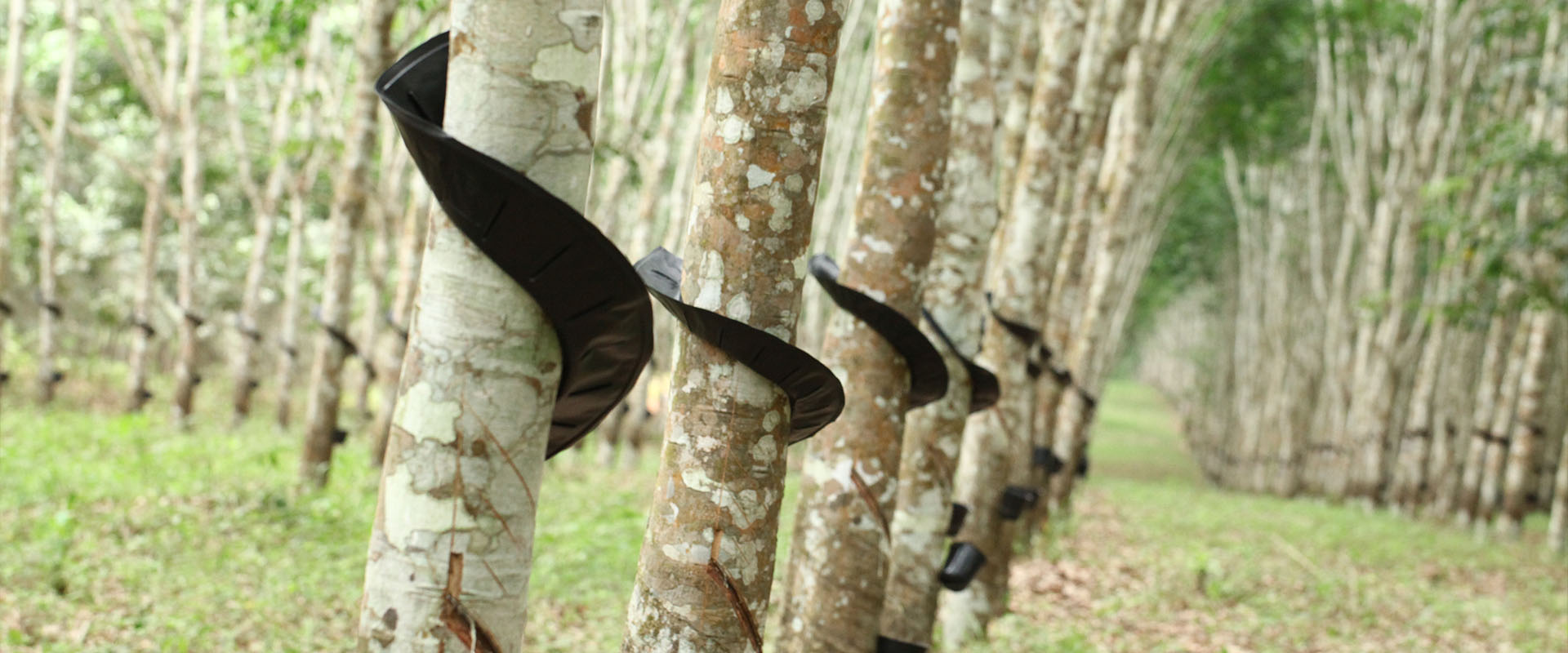 Closer to outgrowers